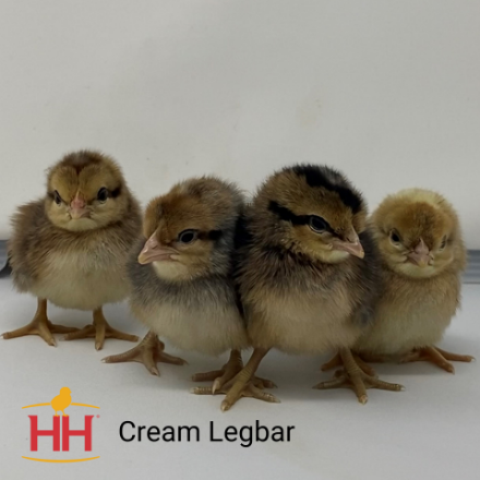 Cream Legbar Chicks