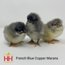French Blue Cuckoo Maran, 225 Dark Brown Egg