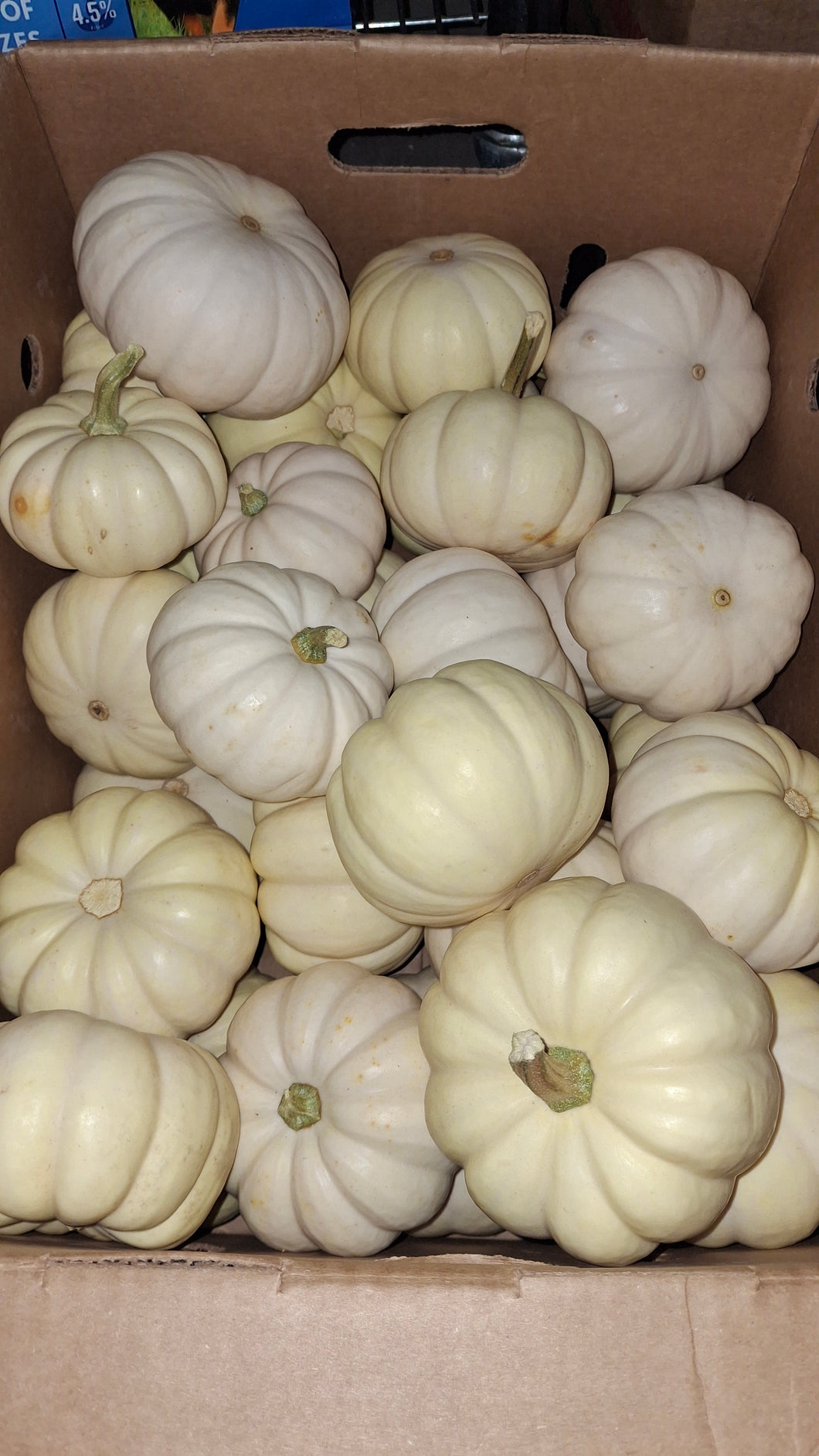 Pumpkin Variety, Mini Orange, Tiger Stripe & Mini Whites Old Florida Farm