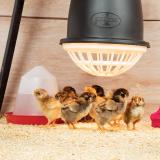 Heat Lamp without bulb
