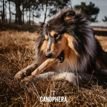 CANOPHERA LLC - Dog Chew Stick Made of Coffee Wood Various Sizes