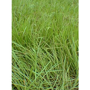 Pensacola Bahia Grass Seed Coated 50-lbs