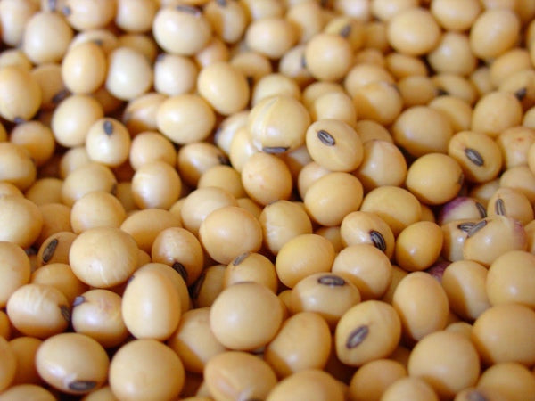 Soybean 50lb