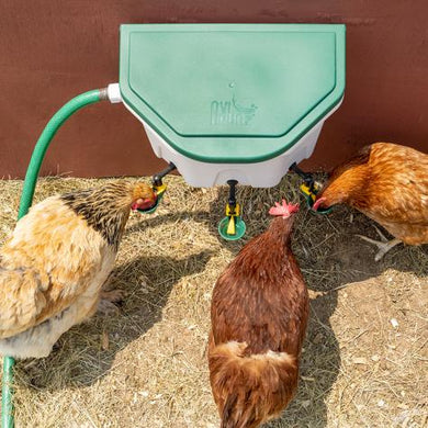 Poultry Drinker 2 Gallon Auto Fill