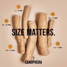 CANOPHERA LLC - Dog Chew Stick Made of Coffee Wood Various Sizes