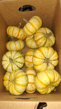 Pumpkin Variety, Mini Orange, Tiger Stripe & Mini Whites Old Florida Farm