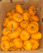 Pumpkin Variety, Mini Orange, Tiger Stripe & Mini Whites Old Florida Farm
