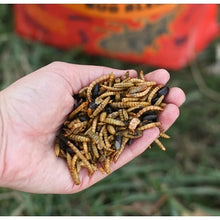 Bug Bonanza - 5 lb Bag