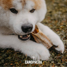 Canophera Sheep Horn Dog Chew Various Sizes