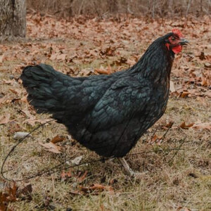 Black Sex Link Chick