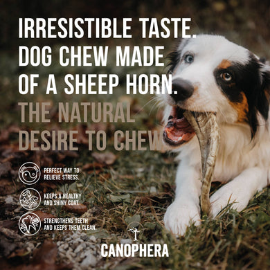 Canophera Sheep Horn Dog Chew Various Sizes