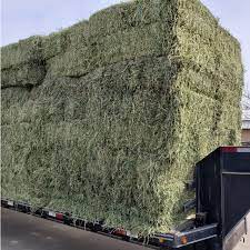 Alfalfa Hay  3 String Bales weighing 115lb Forage hay for livestock