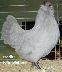 Cackle Lavender Ameraucana