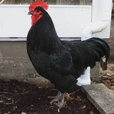 Cackle Australorp