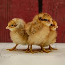 Biefelders Chicks Hoovers