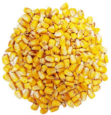 Whole Corn Clean and Food Grade  Multi Sizes