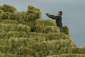 Farm Fresh Timothy Hay 2 String Bale 62lb each