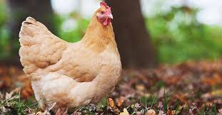 Cackle Buff Orpington Chicken