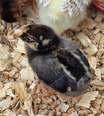 Blue Laced Gold Wyandotte
