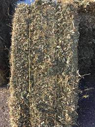 Peanut Hay, Natural Forage for All Animals 75lb bales