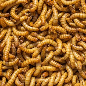 AGF Mealworms for Chickens, High Protein Meal Worms, Whole Mealworms for Wild Birds, Ducks, Hedgehogs, Reptiles. Premium Chicken Feed, Perfect Bird Food and Chicken Treats Non-GMO Dried