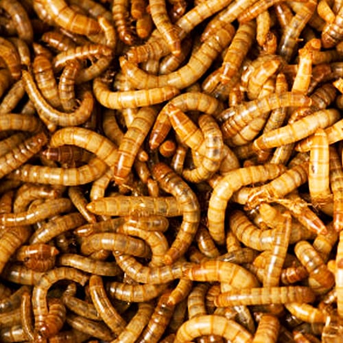 Mealworms - Live