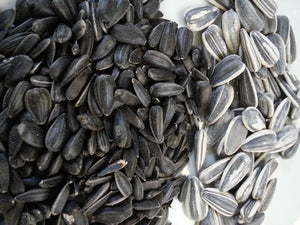 Black Oil Sunflower Seeds AGF Various Sizes
