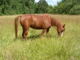 Gutmoss Hind Gut Supplement for All Animals